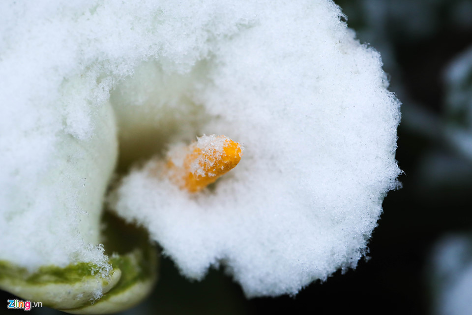 Hoa đào rừng rét quắt trong băng tuyết Sa Pa
